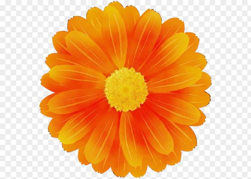 Cut Flowers Flowering Plant Orange PNG