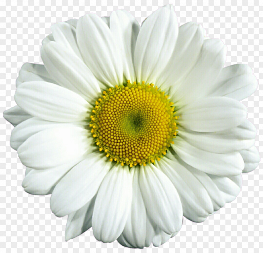 Daisies Common Daisy Download Clip Art PNG