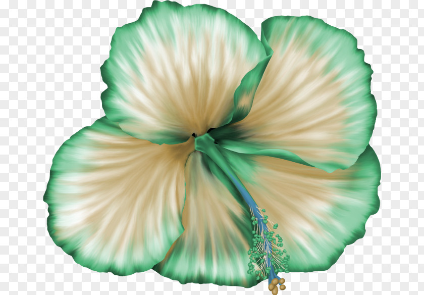 Flower Floral Design Rosemallows Petal PNG