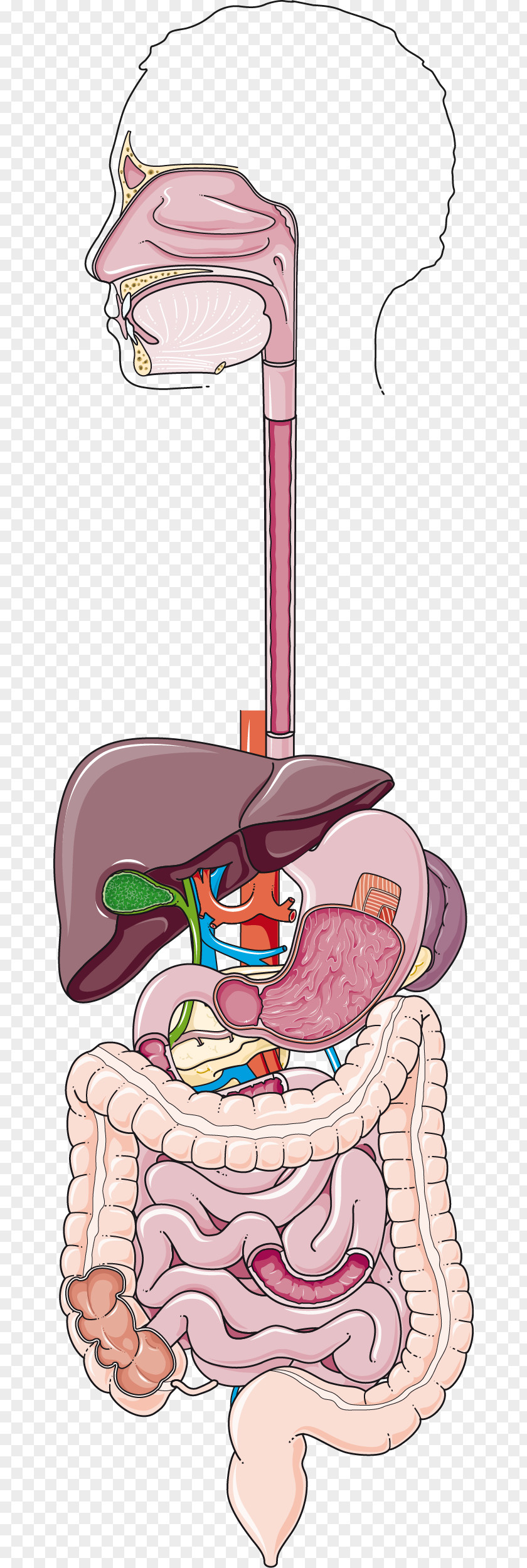 Gastroenterology Human Digestive System Colon Crohn's Disease Servier Medical PNG