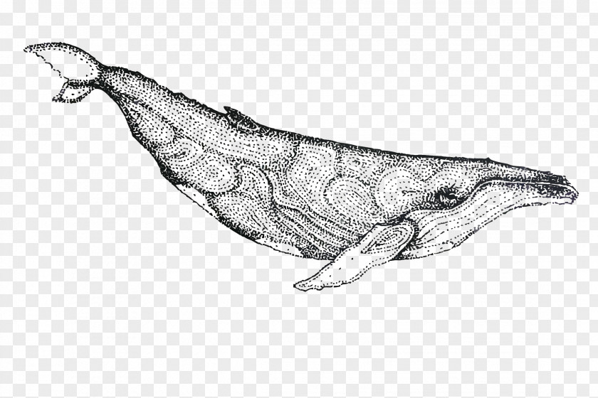 Vector Painted Whale Dolphin Porpoise Drawing PNG