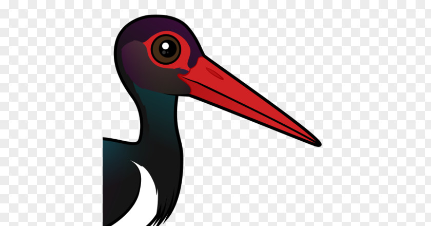 Bird Beak Ibis Black Stork PNG
