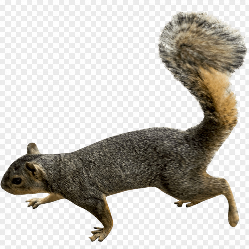 Figurine Grey Squirrel Fox Cartoon PNG