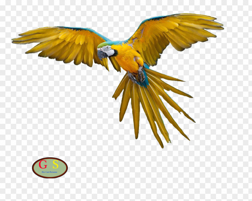 Parrot Bird Macaw Domestic Pigeon Flight PNG