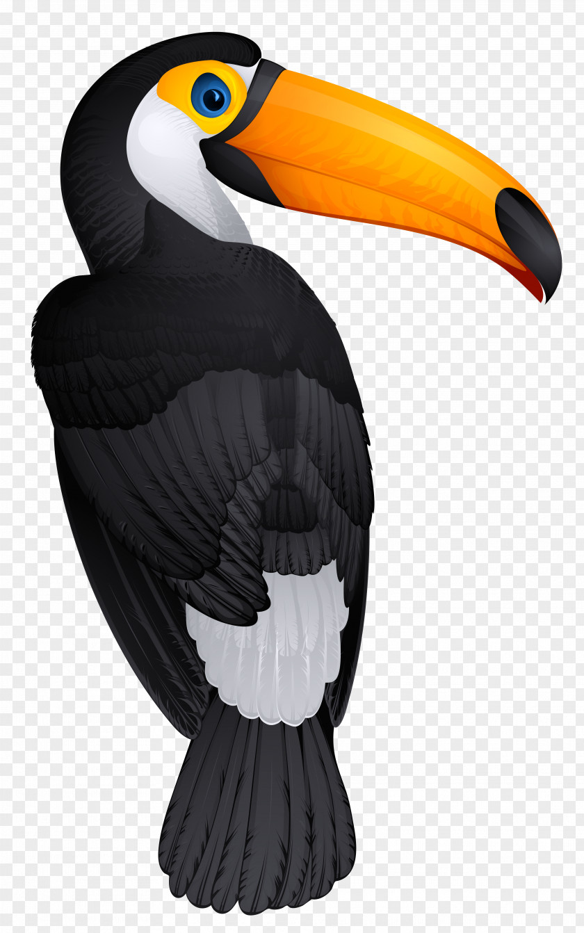 Toucan Bird Clipart Picture Hornbill Clip Art PNG