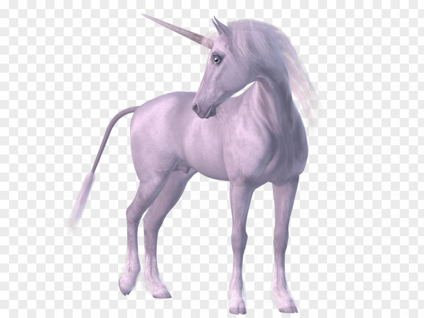 Unicorn Horn Horse Legendary Creature PNG