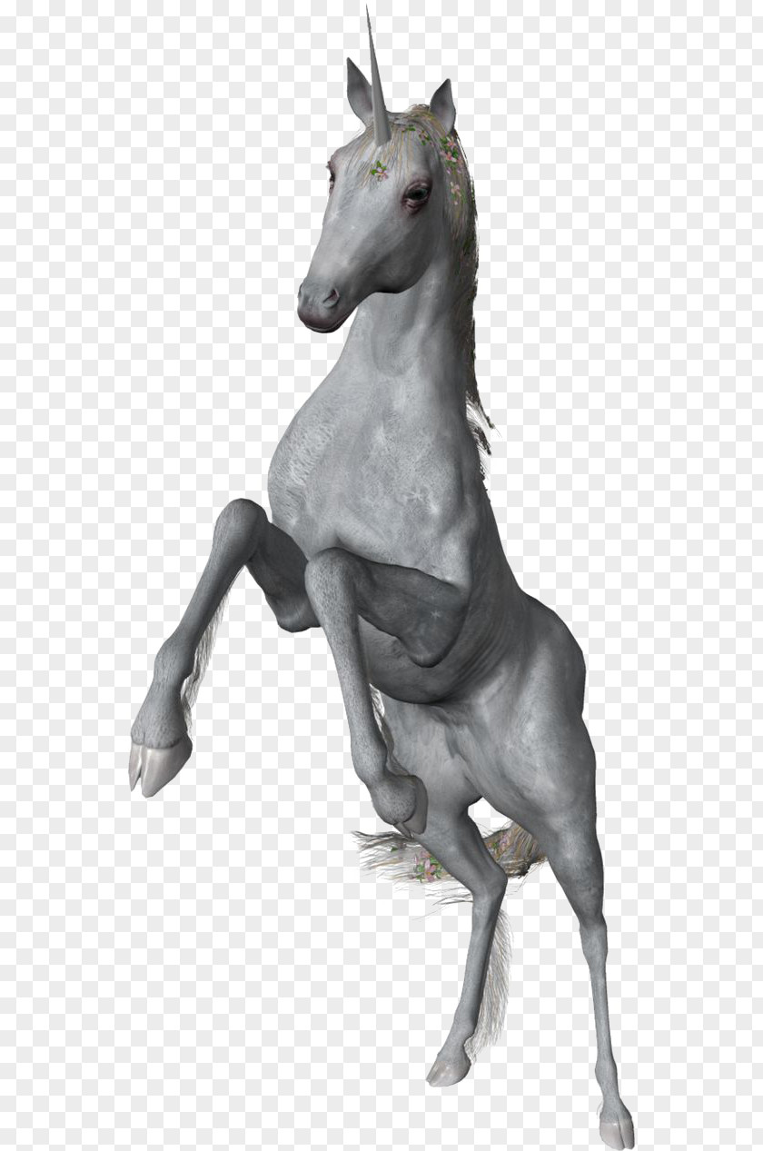 Unicorn Kitten Horse Cat Pony PNG