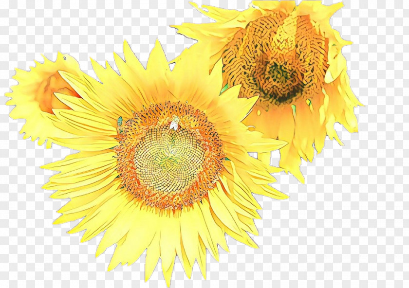 Wildflower Cut Flowers Sunflower PNG