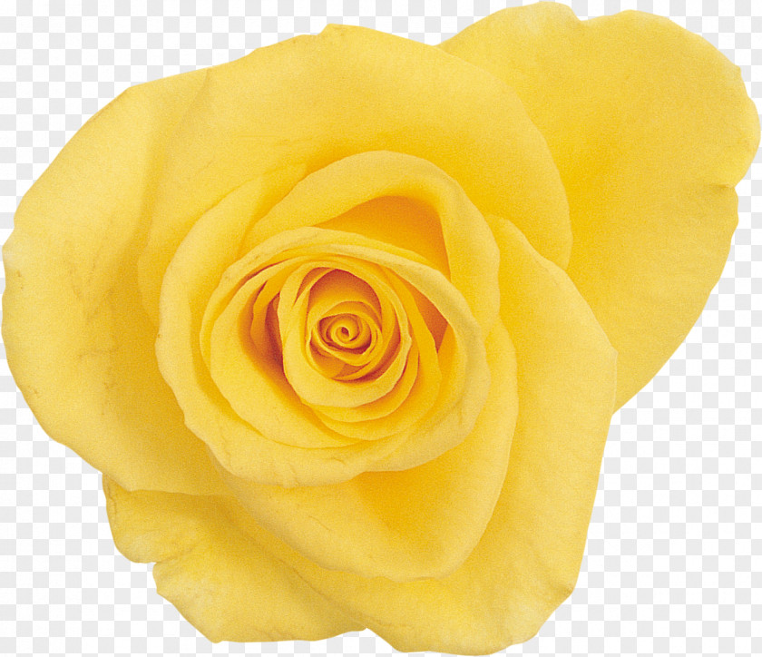 Yellow Rose Beach Flower Clip Art PNG