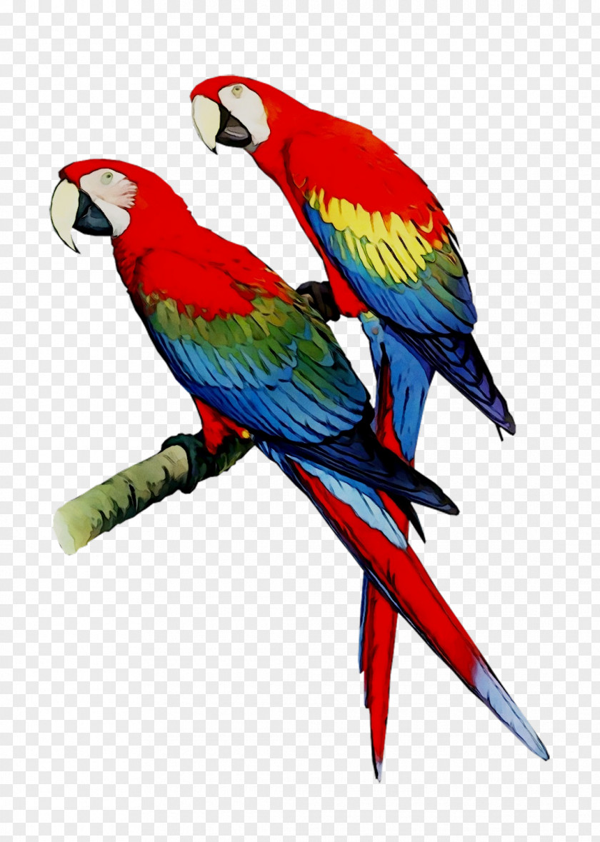 Budgerigar Parrot Macaw Cross-stitch Loriini PNG