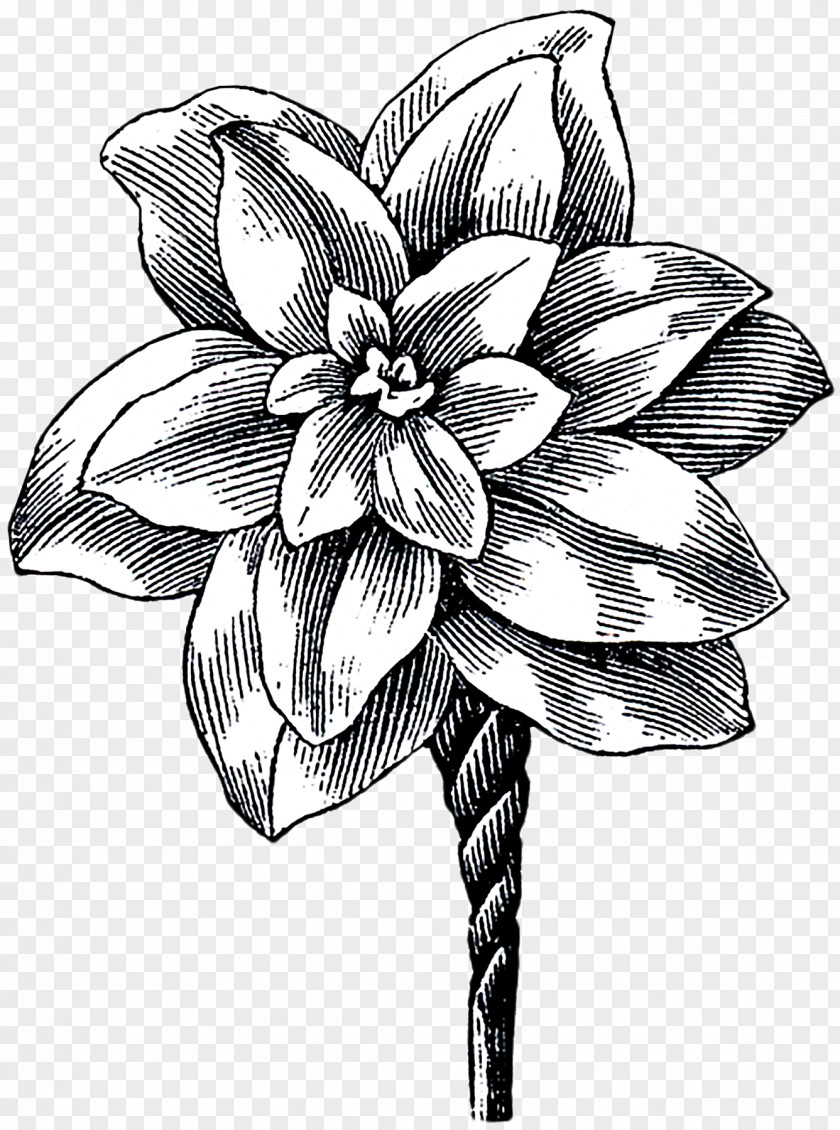 Button Brush Shrubs Floral Design Cut Flowers Sketch Monochrome PNG