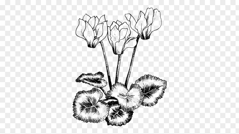 Cyclamen Coum Drawing Vector Graphics Illustration Royalty-free Stock Photography PNG