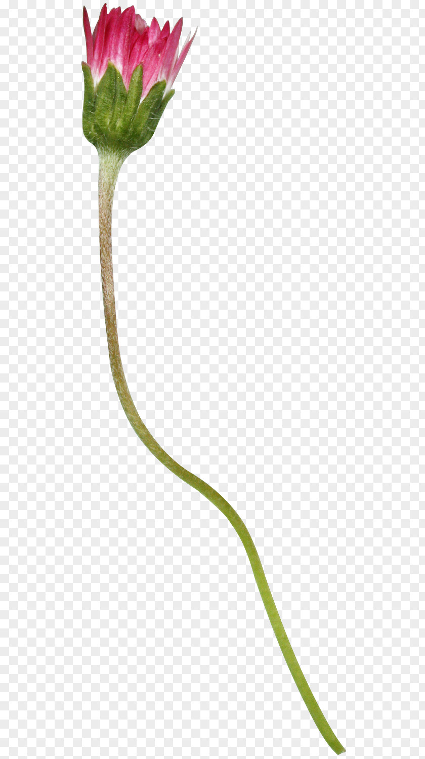 Flower Collage Flowering Plant Stem PNG