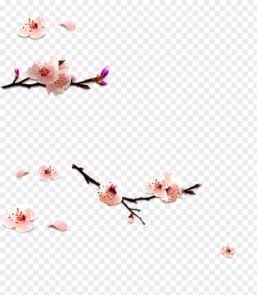 Flower Petal Pink Cherry Blossom Pattern PNG