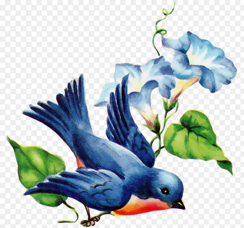 Songbird Beak Bird PNG