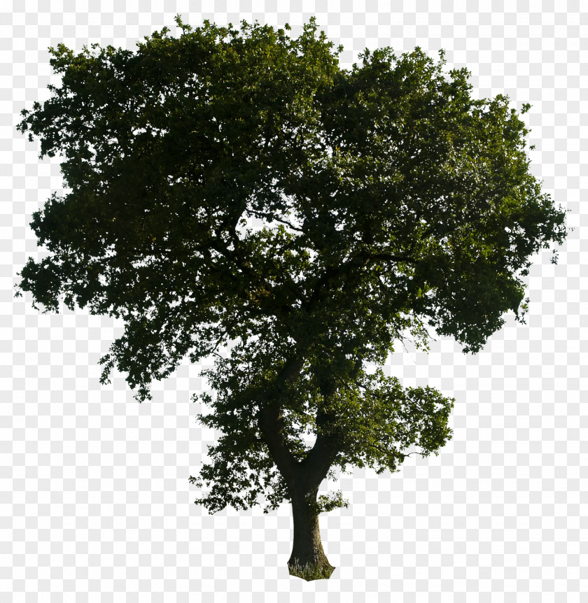 Tree Transparency Clip Art Image PNG