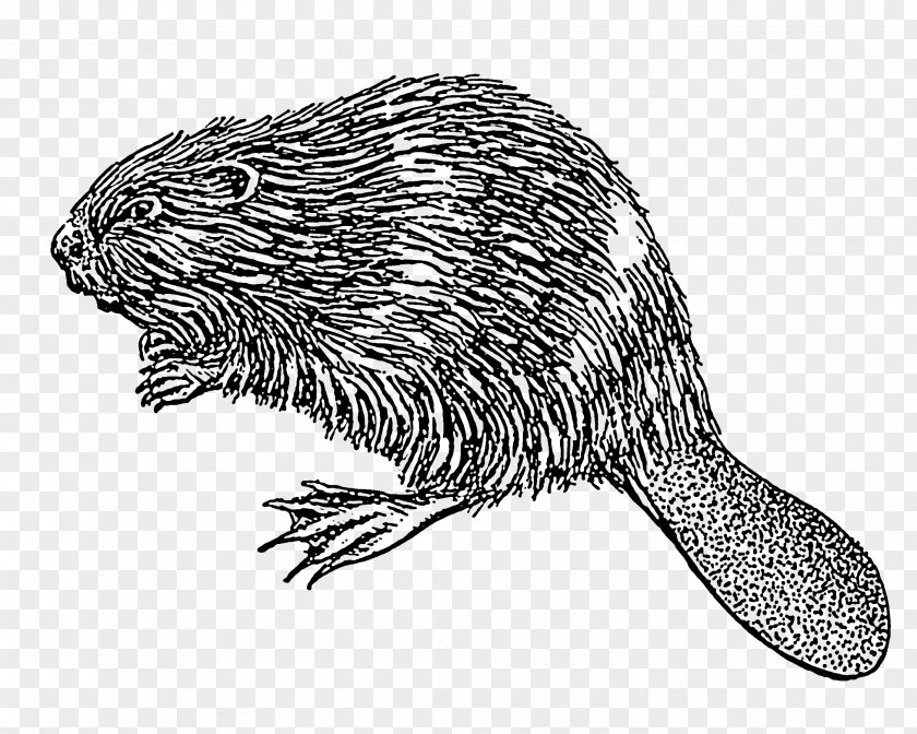 Beaver Drawing Clip Art PNG