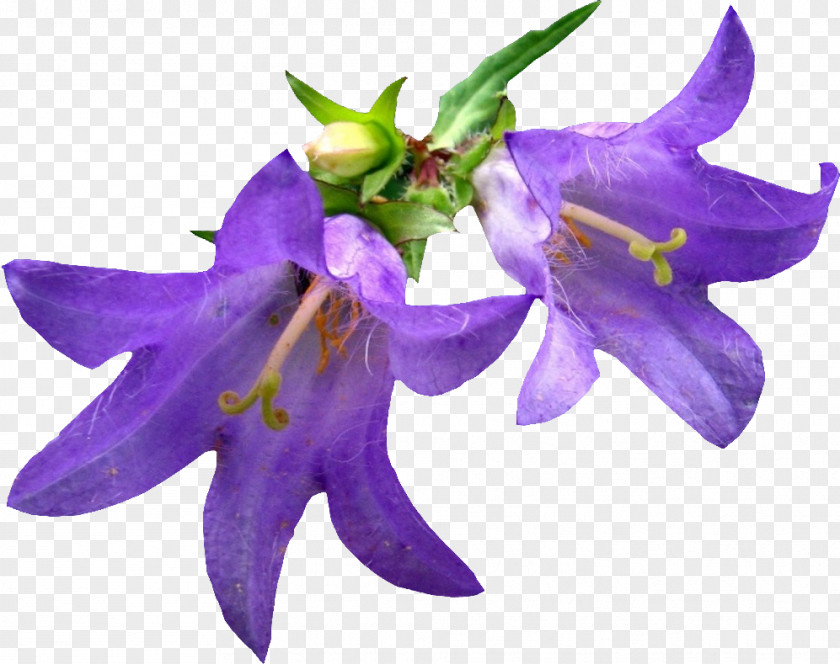 Flower Image Bellflowers Nature Reserves And National Parks Day PNG