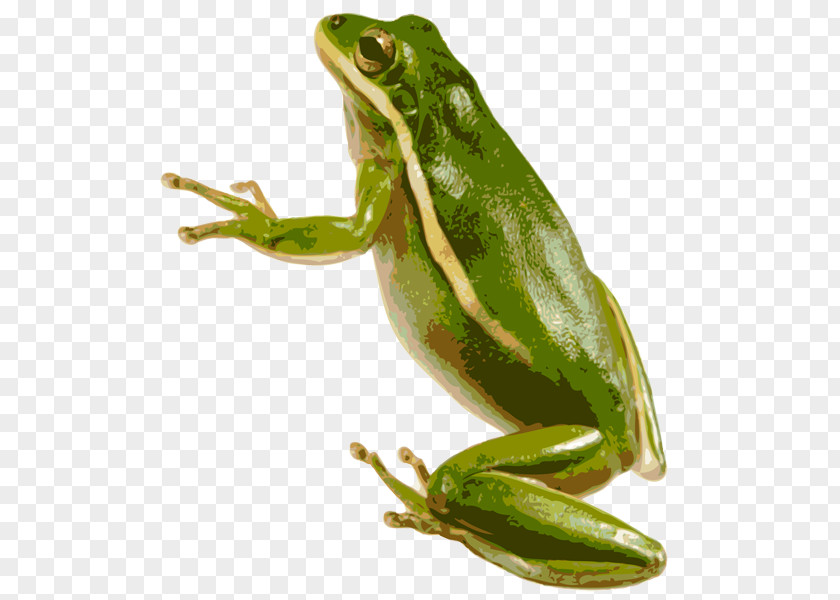 Froghd American Green Tree Frog Australian PNG