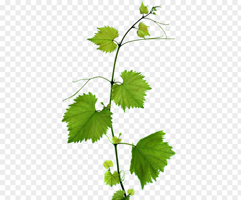Green Grape Leaves Kyoho Leaf Branch PNG
