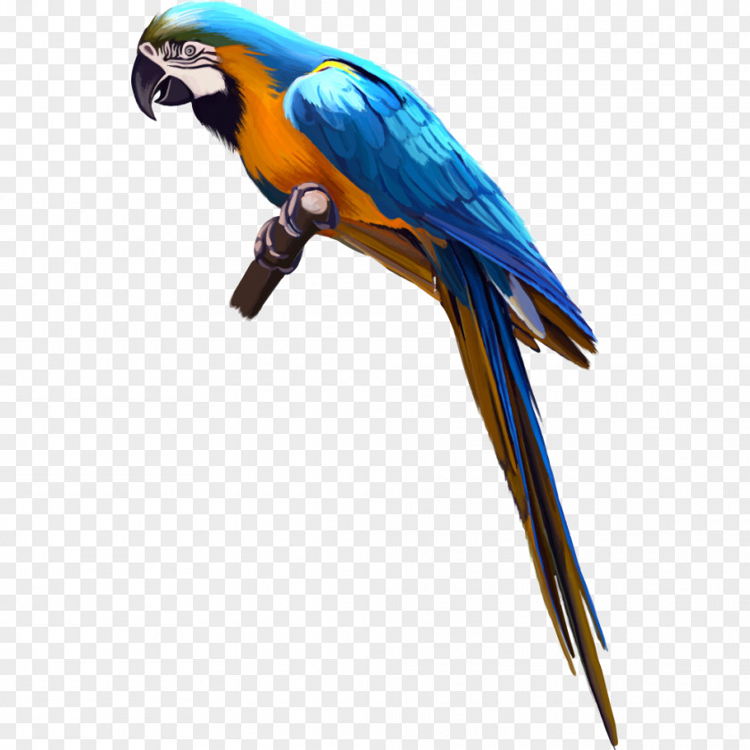 Parrot On Tree Branch Bird Cockatoo Macaw Clip Art PNG
