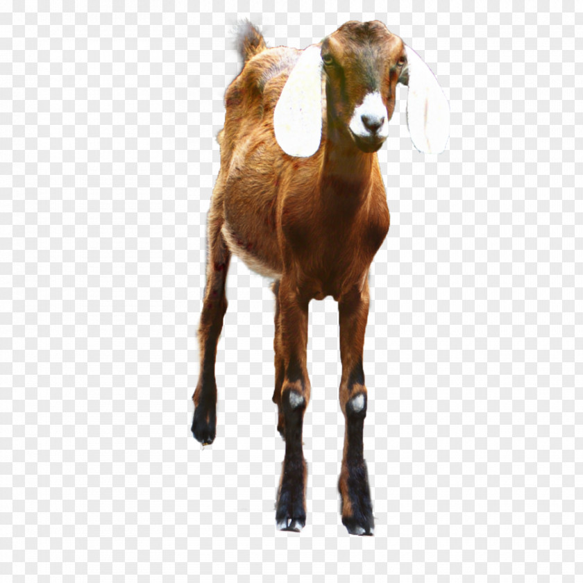 Vector Graphics Clip Art Boer Goat Image PNG