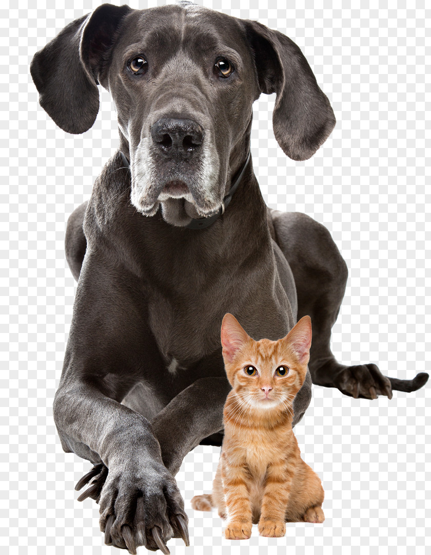 Cat Dog–cat Relationship Puppy Presa Canario Staffordshire Bull Terrier PNG