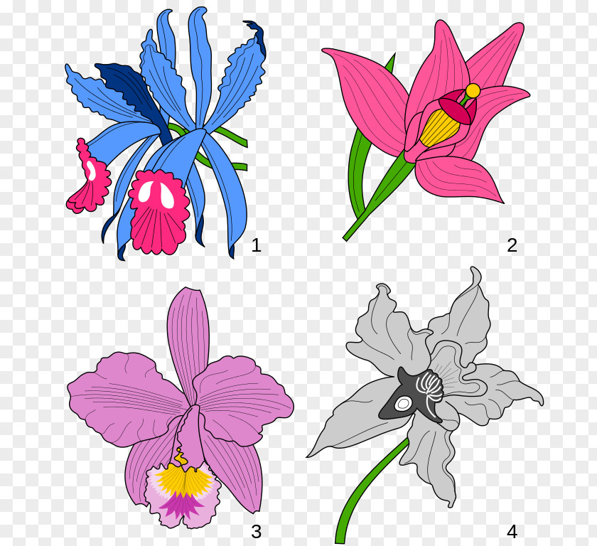 Orchids Images For Free Cattleya Trianae Floral Design Heraldry Clip Art PNG