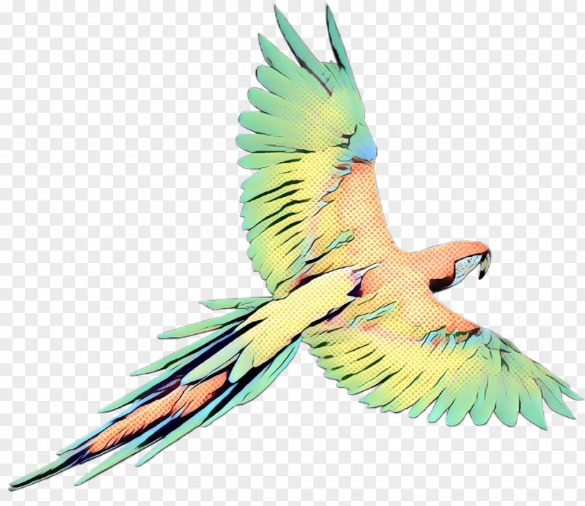 Bird Macaw Beak Parrot Parakeet PNG