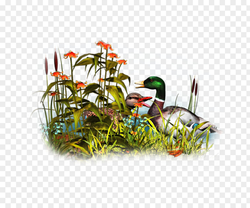 Duck Bird Clip Art PNG