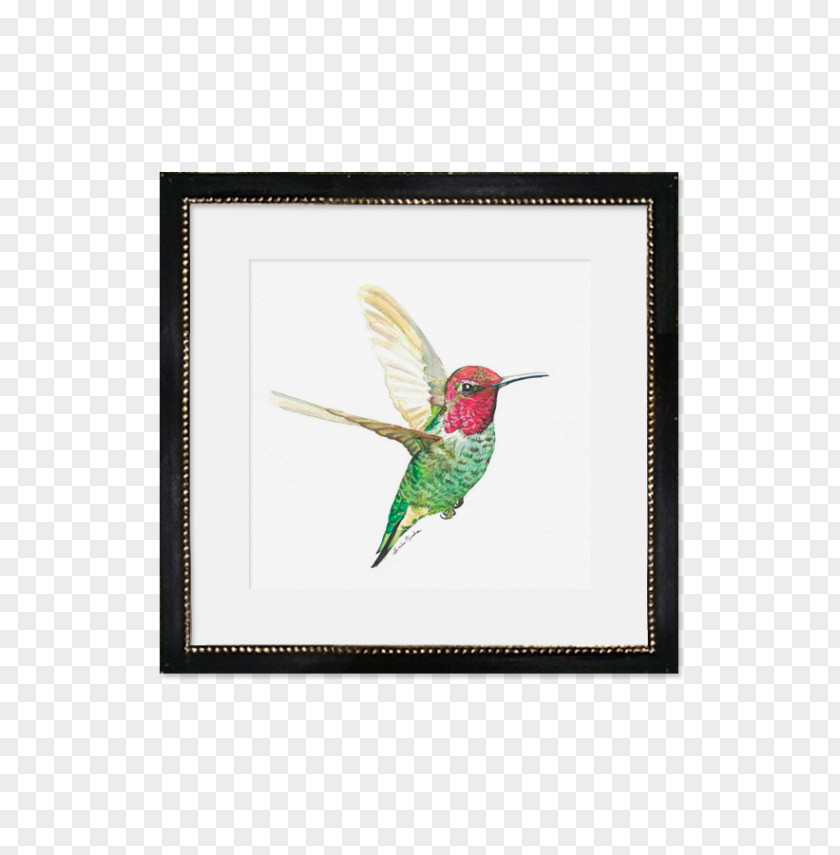 Feather Fauna Picture Frames Hummingbird M Beak PNG