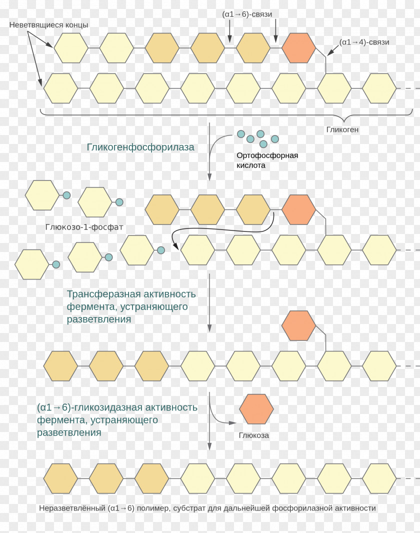 Glycogenolysis Glucose Carbohydrate Metabolism Glycogenesis PNG