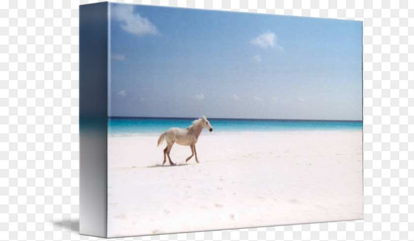 Horse On Beach Gallery Wrap Picture Frames Canvas Sea PNG
