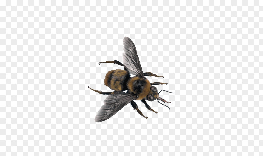 Insect Wasp Characteristics Of Common Wasps And Bees PNG