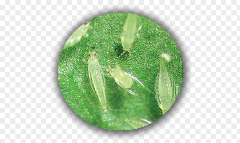 Insect Western Flower Thrips Pest Spider Mite PNG