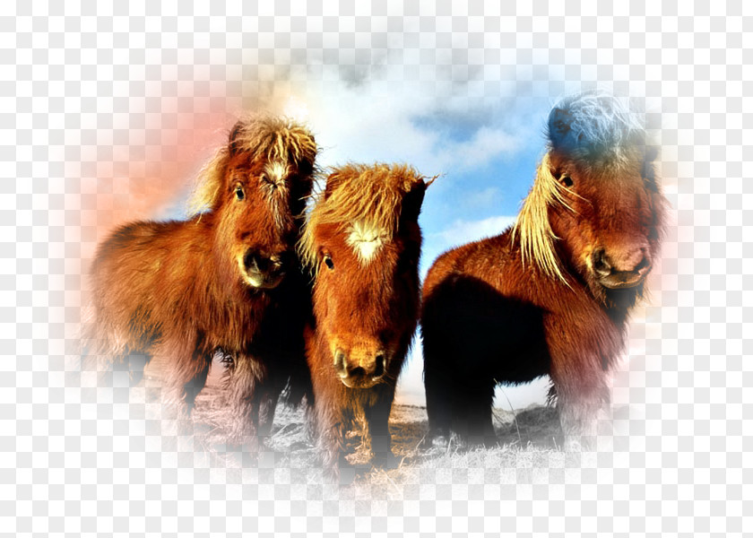 Mountain And Moorland Pony Breeds Shetland Garrano Clydesdale Horse Fjord PNG