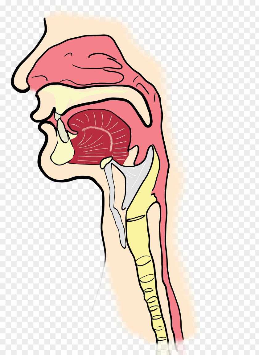 Nose Pharynx Otorhinolaryngology Throat Larynx Sinus PNG