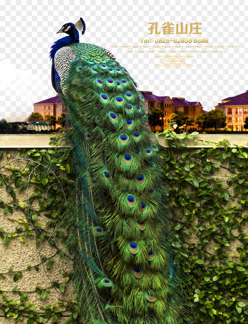 Peacock Hill Advertising Poster Real Property Estate Peafowl PNG