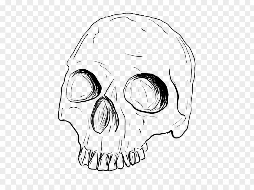 Skull Drawing Line Art Sketch PNG