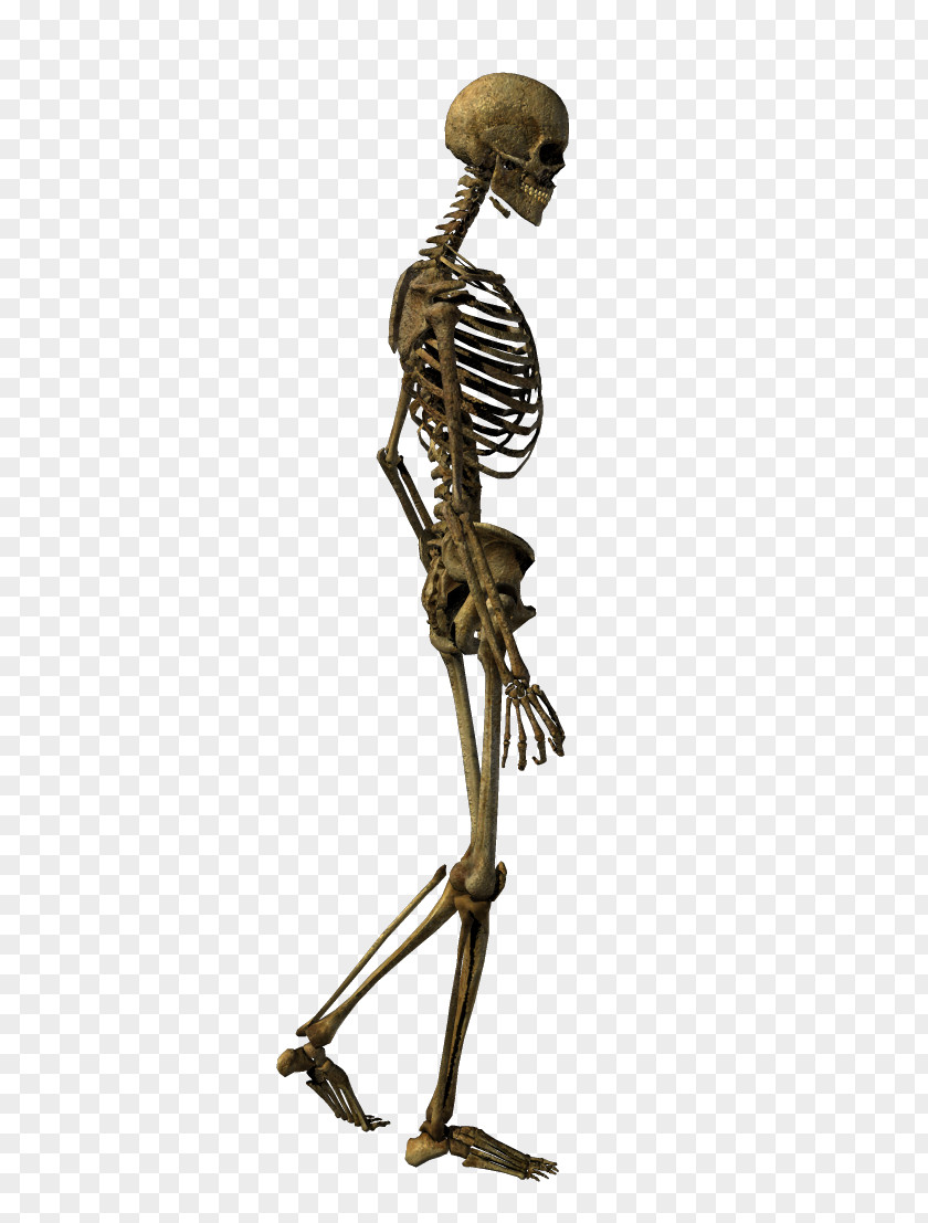 Walking Skeleton Human Bone Clip Art PNG