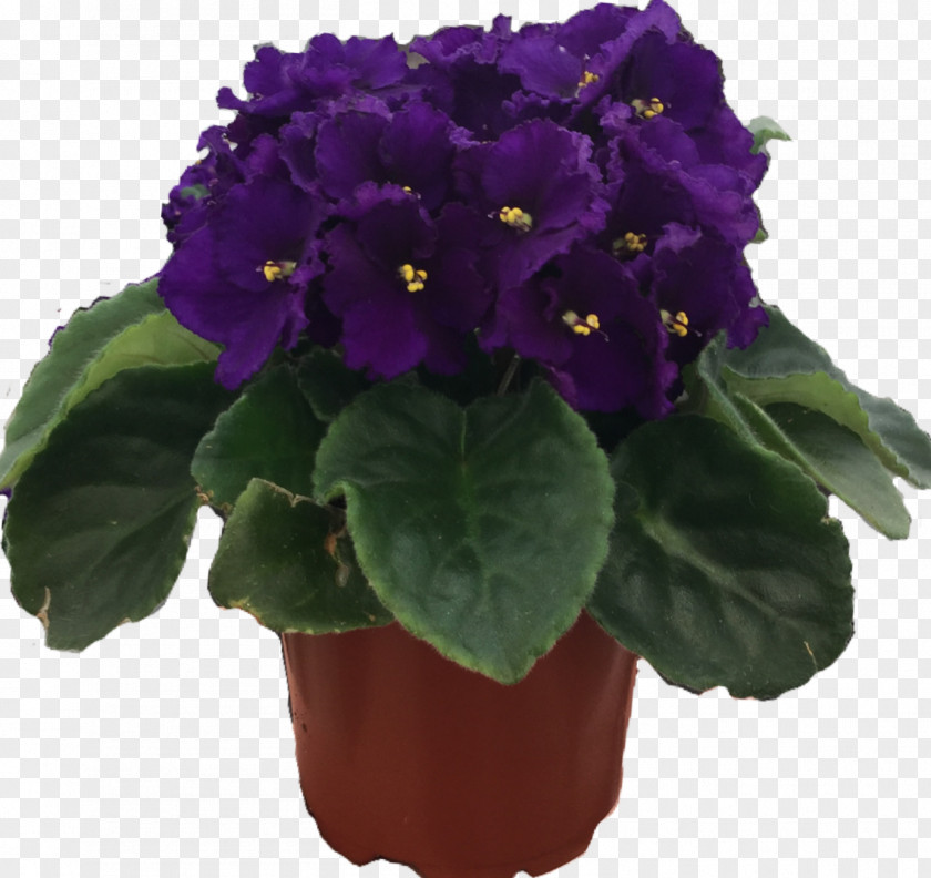 Alpine Floral Inc Greenhouse Nursery Flowerpot Houseplant Annual Plant Primrose PNG
