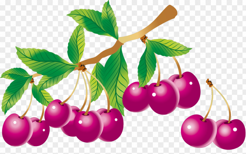 Cherry Fruit Drawing Clip Art PNG