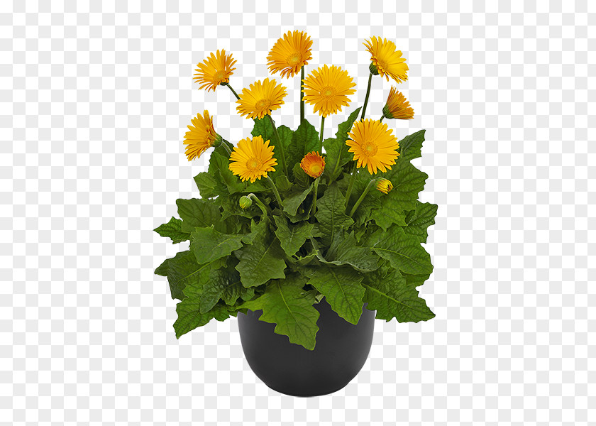 Chrysanthemum Transvaal Daisy Cut Flowers Plant PNG