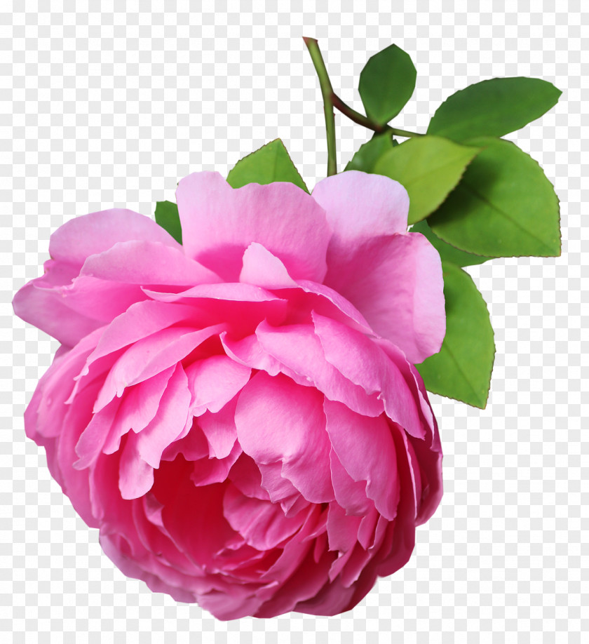 Garden Roses PNG