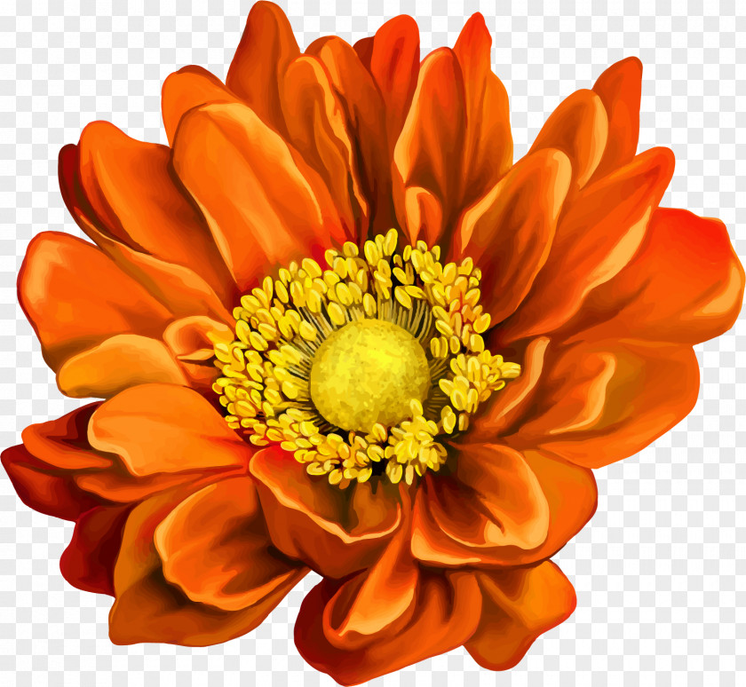 Gazania Mona Lisa Flower Stock Photography PNG