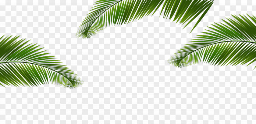 Green Coconut Leaves Border Texture PNG coconut leaves border texture clipart PNG