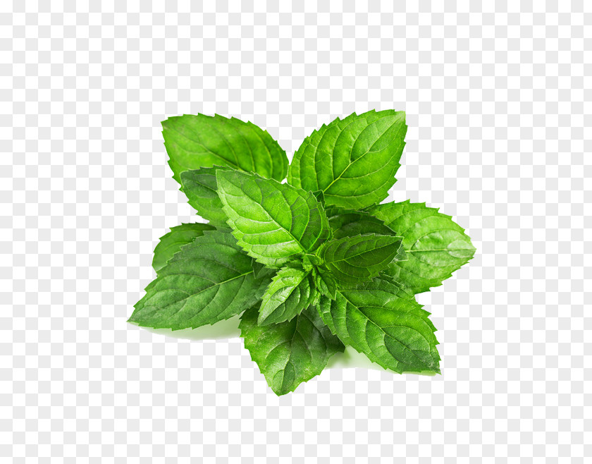 Mint Leaf Peppermint Mentha Spicata Arvensis Green PNG