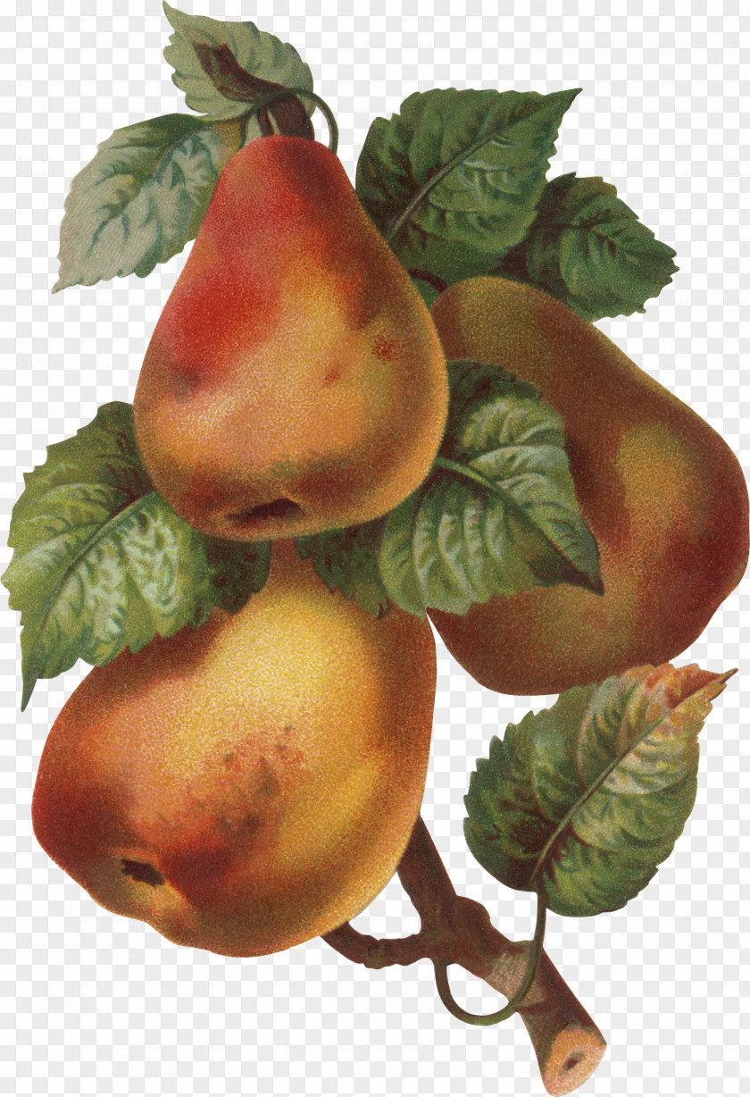 Pear Photography Clip Art PNG