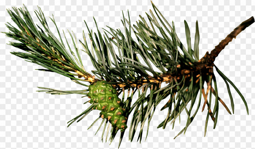 Pine Blog Christmas Clip Art PNG