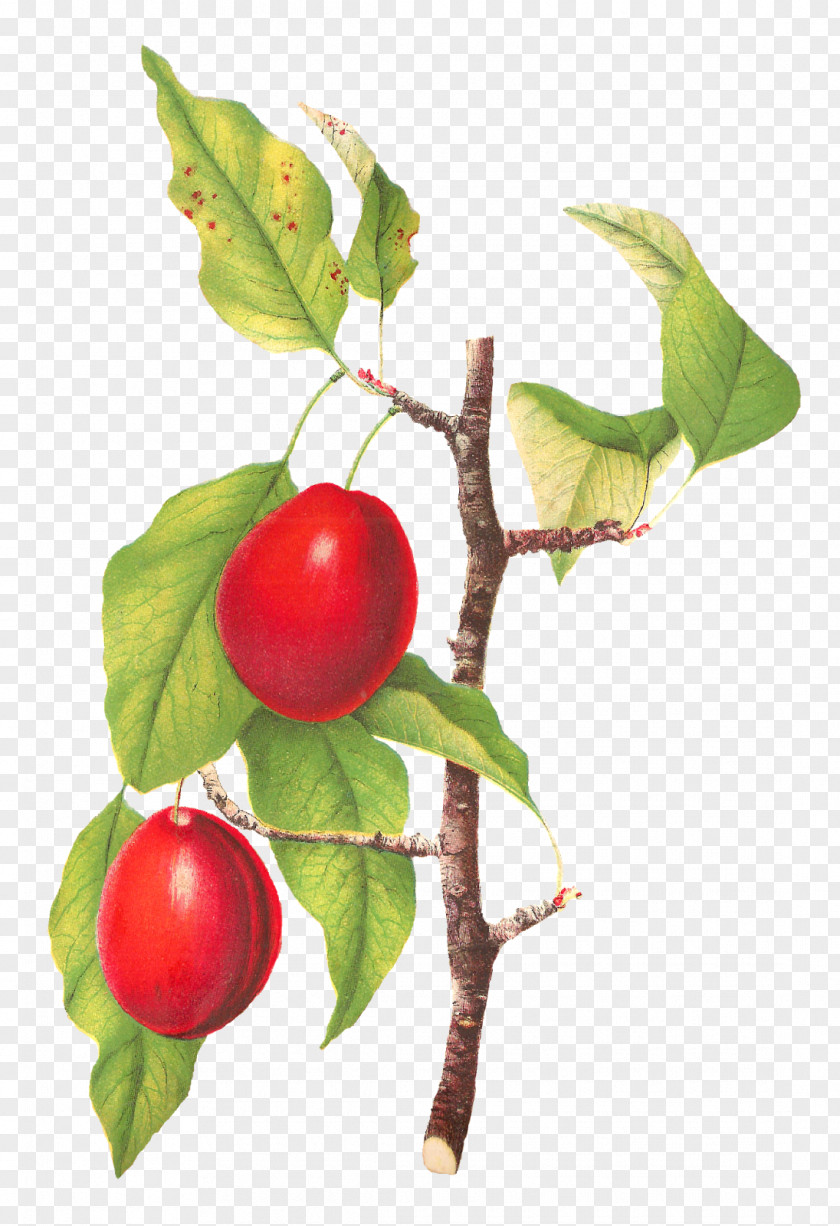 Plum Fruit Tree Food PNG